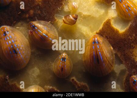 Animal de compagnie Blue-trahied, alimentation de groupe sur un front de varech, Royaume-Uni. Banque D'Images