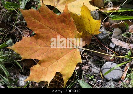 Sur le sol tombé décoloré et la feuille d'érable décorative entre automne et hiver Banque D'Images