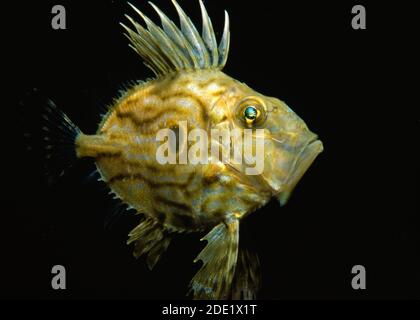 John Dory (Zeus faber) dans les eaux côtières britanniques. Banque D'Images