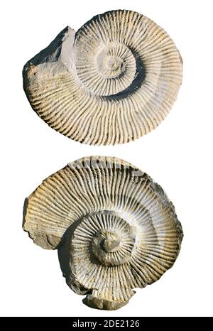 L'ammonite fossilisée laissant son empreinte dans le calcaire. Banque D'Images