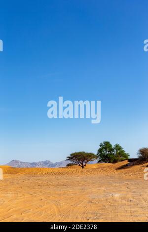 Paysages désertiques des Émirats arabes Unis avec arbres Ghaf sauvages, pistes de pneus sur dunes de sable et montagnes en arrière-plan. Banque D'Images