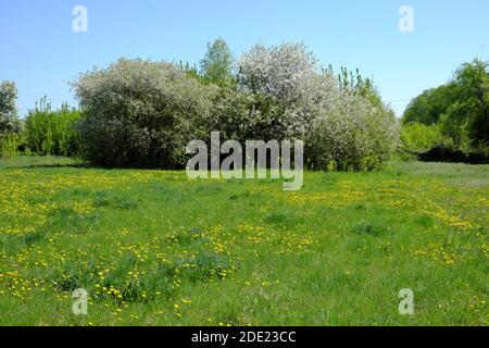 Prairie sur laquelle fleurissent les pissenlits. Arbres fleuris au printemps. Banque D'Images