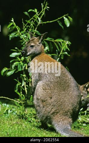 Wallaby de Bennett, macropus rufogriseus, adulte debout sur l'herbe Banque D'Images