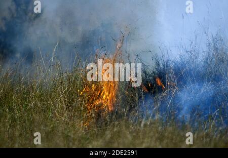 Feu de brousse, parc de Masai Mara au Kenya Banque D'Images