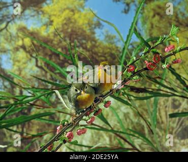 Leiothrix à bec rouge, leiothrix lutea, adultes debout sur la branche Banque D'Images