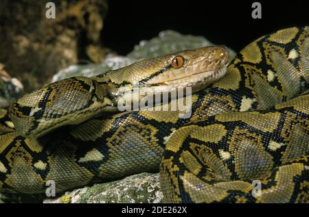 Python réticulé, python reticulatus, adulte Banque D'Images