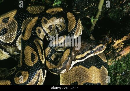 Python royal, Python regius, adulte Banque D'Images
