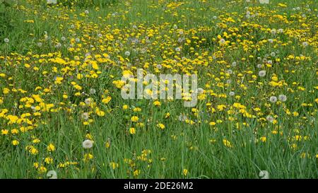 Les fleurs de pissenlit poussent dans un pré de printemps. Arrière-plan. Banque D'Images