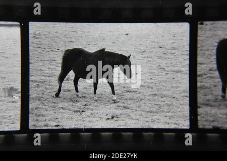 Belle photographie en noir et blanc vintage des années 1970 de la beauté naturelle des chevaux de portée libre qui errance dans la campagne des pâturages ouverts. Banque D'Images