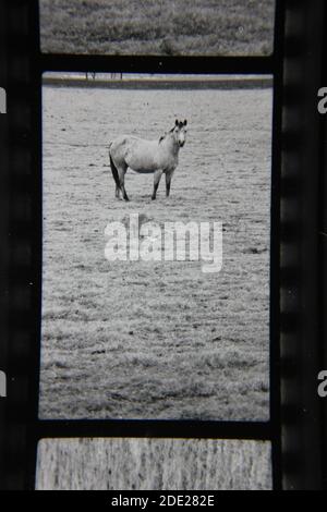 Belle photographie en noir et blanc vintage des années 1970 de la beauté naturelle des chevaux de portée libre qui errance dans la campagne des pâturages ouverts. Banque D'Images