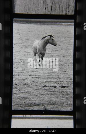 Belle photographie en noir et blanc vintage des années 1970 de la beauté naturelle des chevaux de portée libre qui errance dans la campagne des pâturages ouverts. Banque D'Images