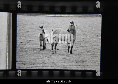 Belle photographie en noir et blanc vintage des années 1970 de la beauté naturelle des chevaux de portée libre qui errance dans la campagne des pâturages ouverts. Banque D'Images