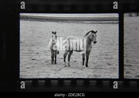 Belle photographie en noir et blanc vintage des années 1970 de la beauté naturelle des chevaux de portée libre qui errance dans la campagne des pâturages ouverts. Banque D'Images