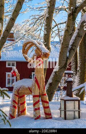 Lanterne et une chèvre de Noël dans un jardin dans le hiver Banque D'Images