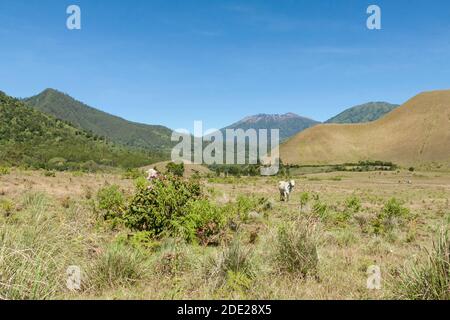 Wurung Crater est une région vallonnée et savane, l'une des destinations touristiques dans le district de Bondowoso, à l'est de Java, en Indonésie. Banque D'Images