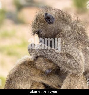 Babouin de Chacma (Papio ursinus) Adulte mère animal toilettage jeune dans le parc national Kruger Sud Afrique Banque D'Images