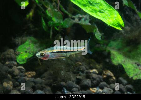 Le moins Rasbora, Rasbora urophalmoides est un petit poisson. Banque D'Images