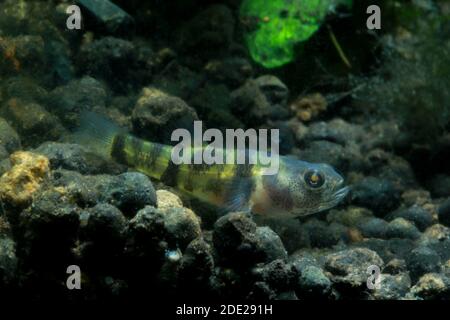 Bumblebee Goby, Brachygobius xanthomelas, Brachygobius sp. Ocelot, Banque D'Images