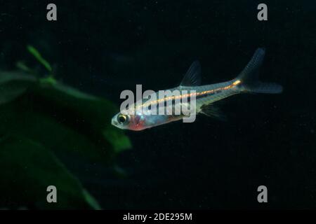 Le moins Rasbora, Rasbora urophalmoides est un petit poisson. Banque D'Images