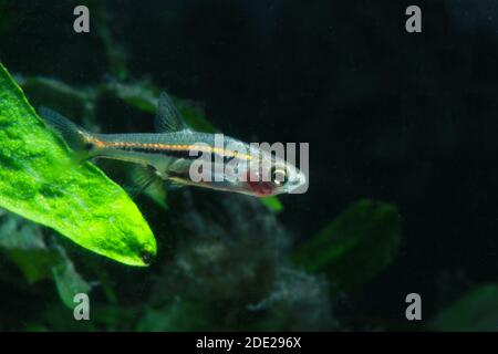 Le moins Rasbora, Rasbora urophalmoides est un petit poisson. Banque D'Images