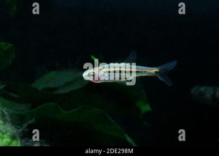 Le moins Rasbora, Rasbora urophalmoides est un petit poisson. Banque D'Images