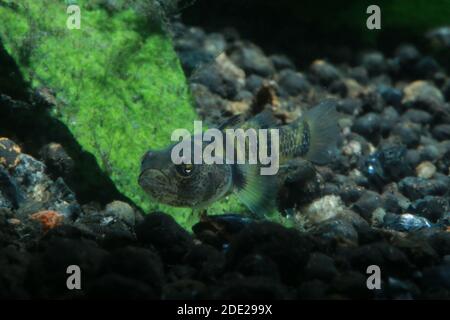 Bumblebee Goby, Brachygobius xanthomelas, Brachygobius sp. Ocelot, Banque D'Images