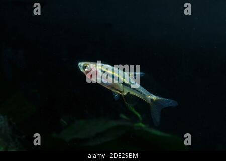 Le moins Rasbora, Rasbora urophalmoides est un petit poisson. Banque D'Images