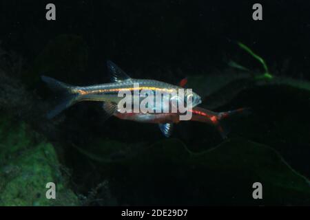 Le moins Rasbora, Rasbora urophalmoides est un petit poisson. Banque D'Images