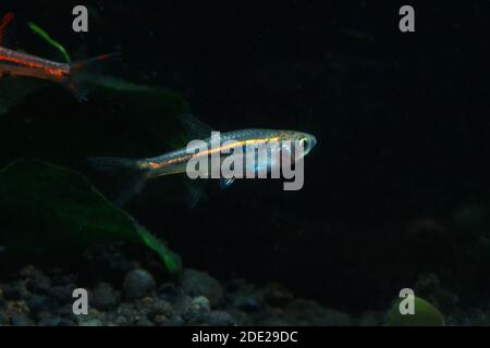 Le moins Rasbora, Rasbora urophalmoides est un petit poisson. Banque D'Images
