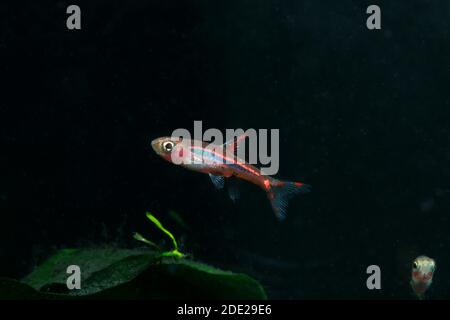 Mosquito Rasbora, Boraras brigittae Banque D'Images