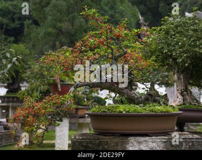Magnifique baies rouges et gouttes de rosée bonsaï，. Banque D'Images