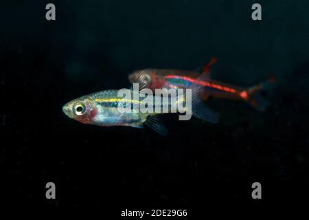 Le moins Rasbora, Rasbora urophalmoides est un petit poisson. Banque D'Images