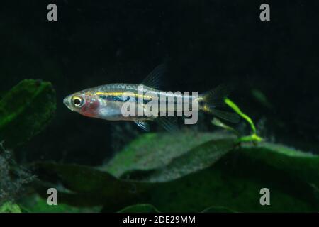 Le moins Rasbora, Rasbora urophalmoides est un petit poisson. Banque D'Images