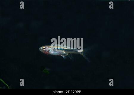 Le moins Rasbora, Rasbora urophalmoides est un petit poisson. Banque D'Images