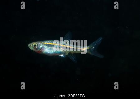 Le moins Rasbora, Rasbora urophalmoides est un petit poisson. Banque D'Images