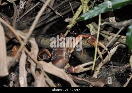 Crabe brun (Cardisoma carnifex) dans la brousse Banque D'Images