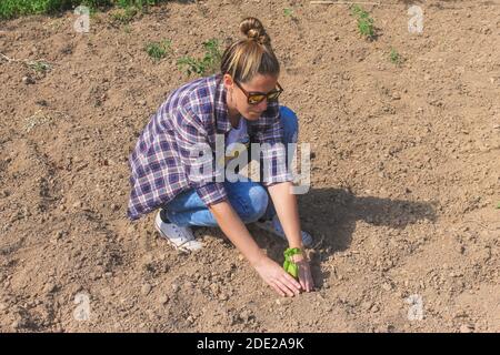 Jeune femme plantant une plante de plantule de basilic dans le jardin de légumes.Working In concept d'agriculture et de mode de vie agricole Banque D'Images