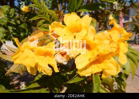 Tecoma stans fleurit dans un jardin africain Banque D'Images