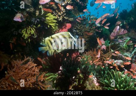 Paysage de récif de corail occupé avec un angelfish à six bandes (Pomacanthus sexstriatus) nettoyé par deux wrasses de nettoyage de Bluestreak (Labroides dimidiatus), Banque D'Images