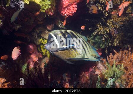 Angelfish à six bandes (Pomacanthus sexstriatus) Être nettoyé par un nettoyant Bluestreak wrasse (Labroides dimidiatus) Banque D'Images