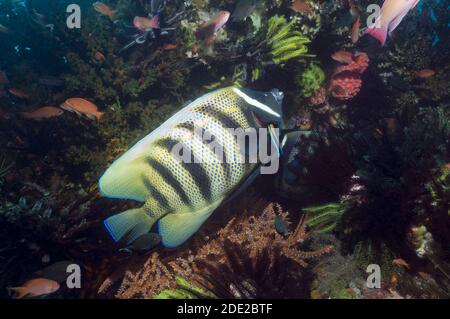 L'angelfish à six bandes (Pomacanthus sexstriatus) est nettoyé par un nettoyant Bluestreak wrasse (Labroides dimidiatus). Indonésie. Banque D'Images