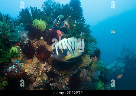 L'angelfish à six bandes (Pomacanthus sexstriatus) dans une station de nettoyage devant être nettoyé par deux lasses de nettoyage de Bluestreak (Labroides dimidiatus). Banque D'Images