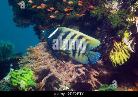 Angelfish à six bandes (Pomacanthus sexstriatus) Être nettoyé par un nettoyant Bluestreak wrasse (Labroides dimidiatus) Banque D'Images