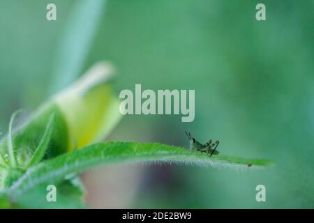 Gros plan macro en cas d'insectes. Banque D'Images