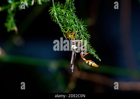 Gros plan macro en cas d'insectes. Banque D'Images