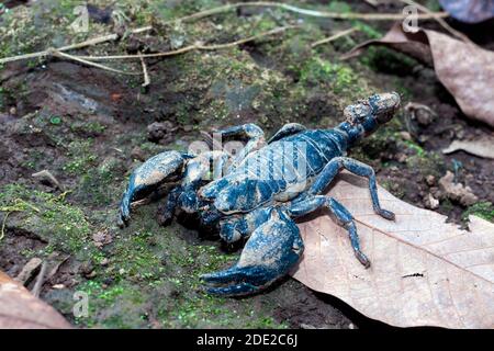 Scorpion toxique, glande venimeuse sur sa queue, 2 grosses griffes des deux côtés. Banque D'Images