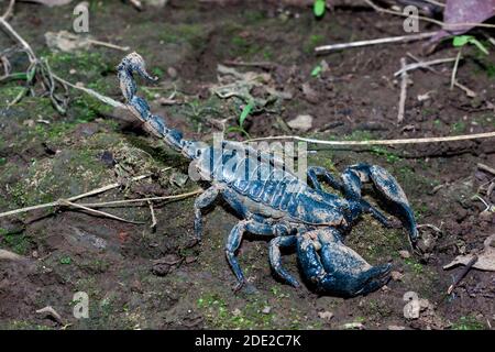 Scorpion toxique, glande venimeuse sur sa queue, 2 grosses griffes des deux côtés. Banque D'Images