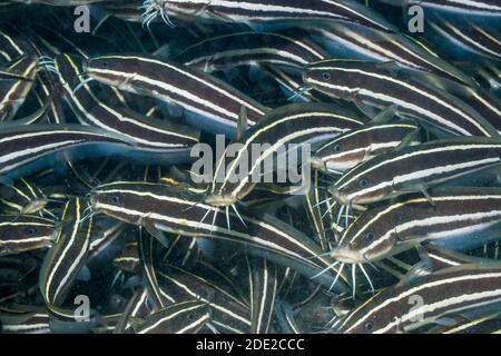 Poisson-chat bordé [Plotosus lineatus]. Détroit de Lembeh, Nord de Sulawesi, Indonésie. Banque D'Images