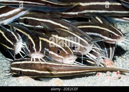 Poisson-chat rayé (Plutosus lineatus) se trouvant à l'arrêt sur fond de sable. Manado, nord de Sulawesi, en Indonésie. Banque D'Images