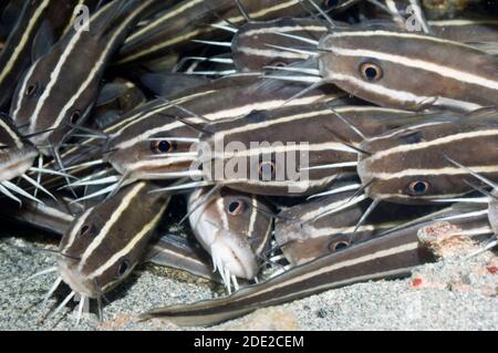 Poisson-chat rayé (Plutosus lineatus) se trouvant à l'arrêt sur fond de sable. Manado, nord de Sulawesi, en Indonésie. Banque D'Images